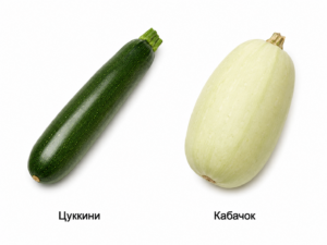 Разница между цуккини и кабачком